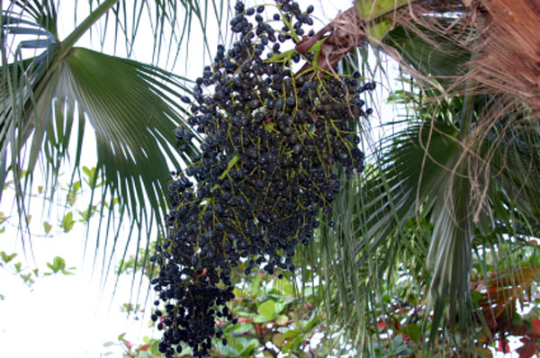 acai berry acai berry