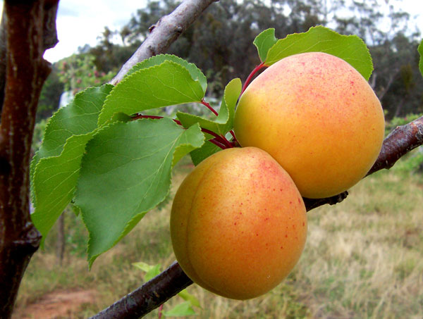 apricot apricot