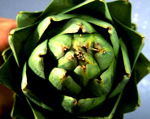 artichoke artichoke