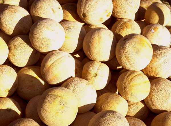 cantaloupe cantaloupe