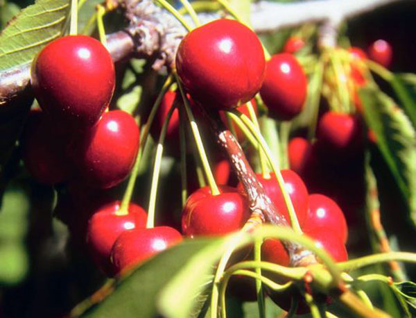 cherry cherry