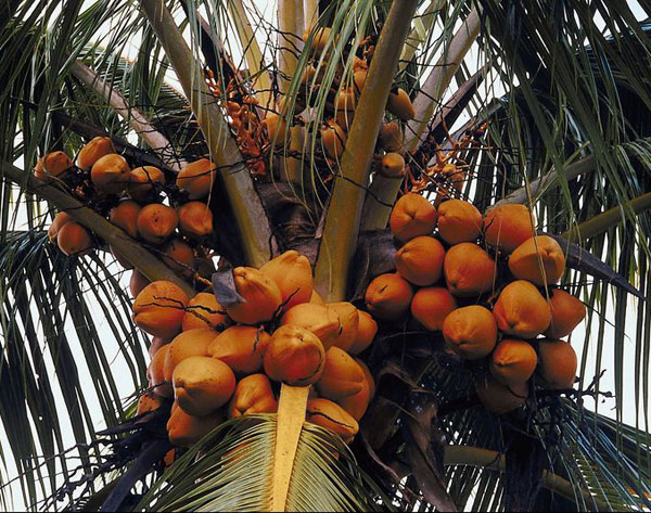 coconut coconut