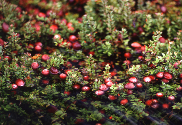 cranberry cranberry