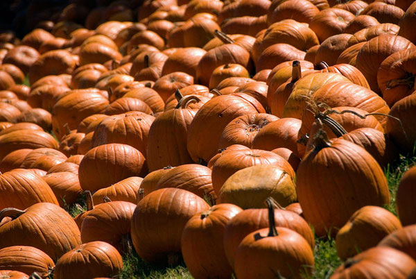 pumpkin pumpkin